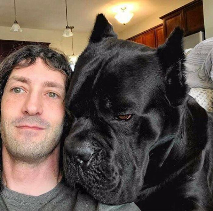 The Head Size Difference Between A Man And A Cane Corso