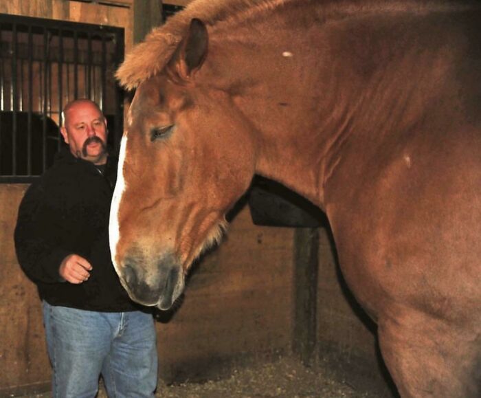 Zeus Is An Absolute Unit Horse