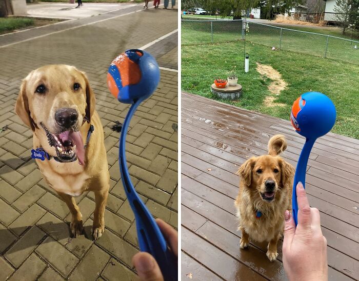 We Aren't All Quarterbacks So Use This Dog Ball Launcher For Some Extra Yardage 