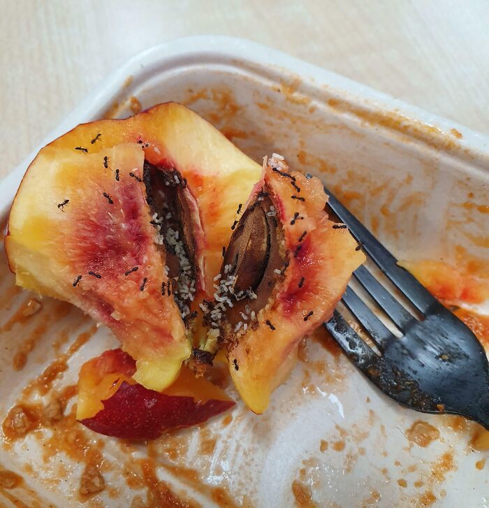 Almost Finished My Nectarine On My Lunch Break Today And The Pit Broke Open While I Was Taking A Bite, Revealing An Ant Colony, Eggs And All