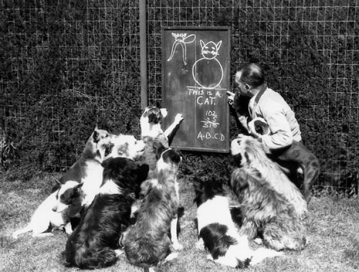 Dog School, California, Ca. 1929