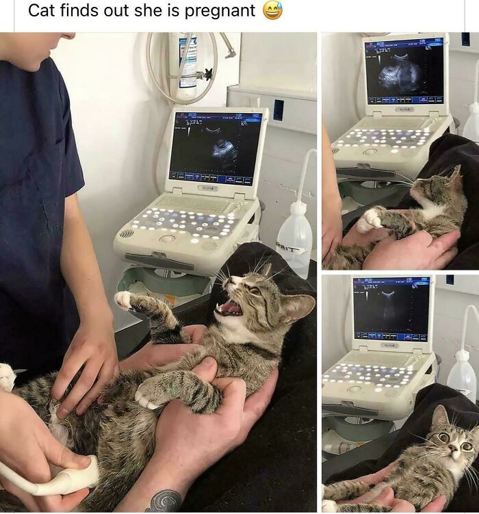 Blessed_cat