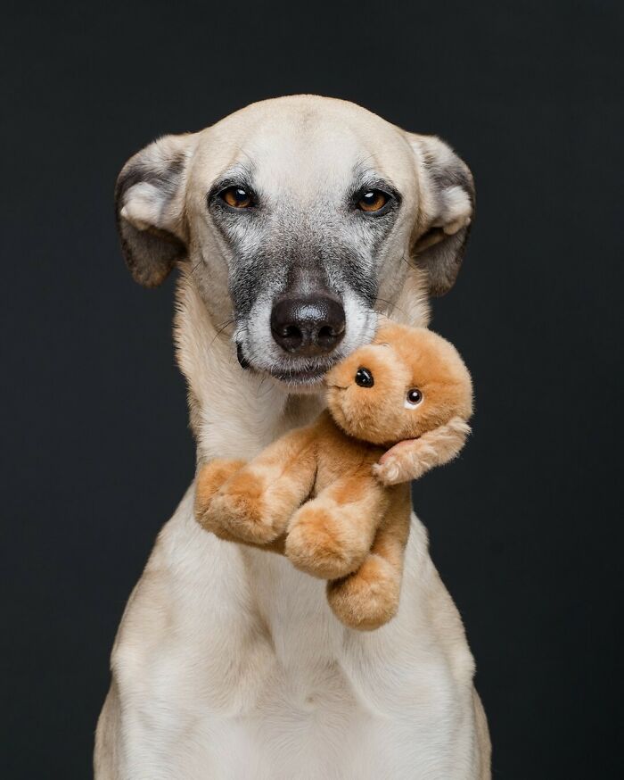 From Tragedy To Triumph: Elke Vogelsang’s Heartwarming Journey Into Dog Photography