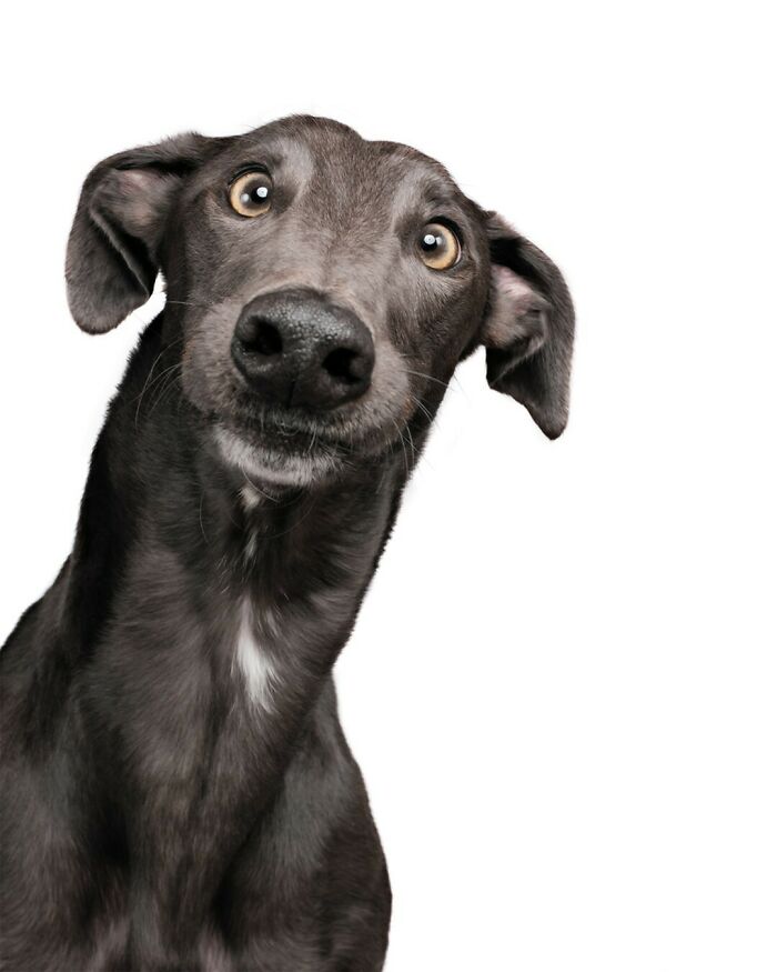 From Tragedy To Triumph: Elke Vogelsang’s Heartwarming Journey Into Dog Photography
