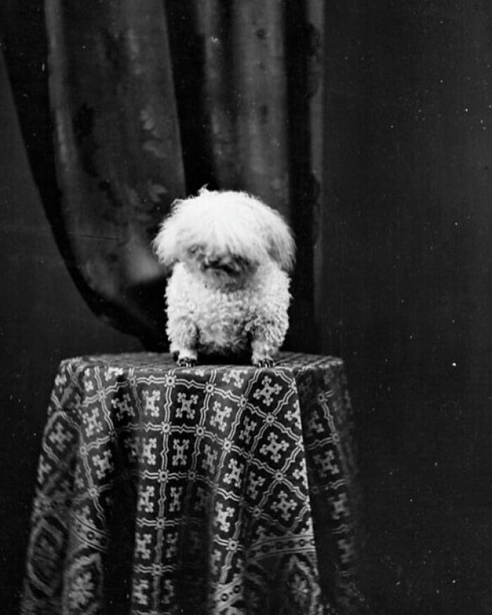 Dog Of Randall The Jeweler, Ca. 1875
