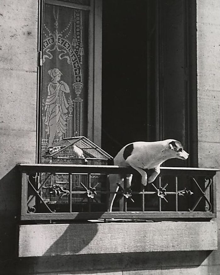The Concierge’s Dog. Paris, 1929.⁣⁣ Photo By André Kertész