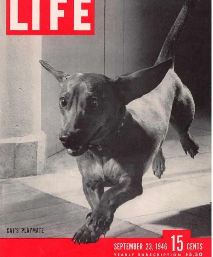 Dog On The Cover Of Life Magazine