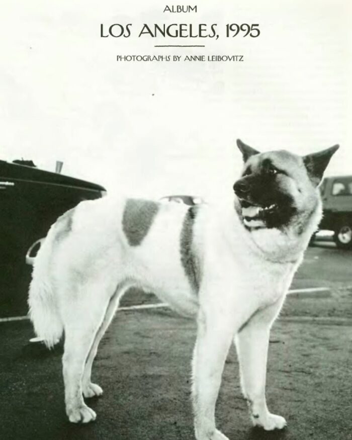 Kato, Nicole Brown Simpson's Akita In Laguna Beach. February 18, 1995