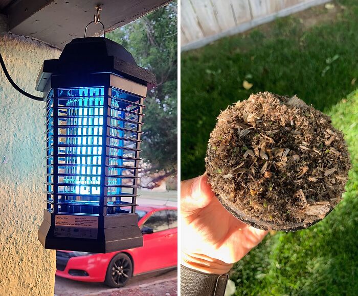 A Bug Zapper Is A Disco Light For The Outdoors