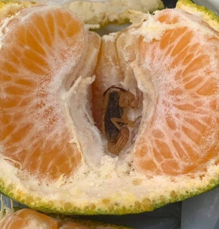 Scorpion Tangerine