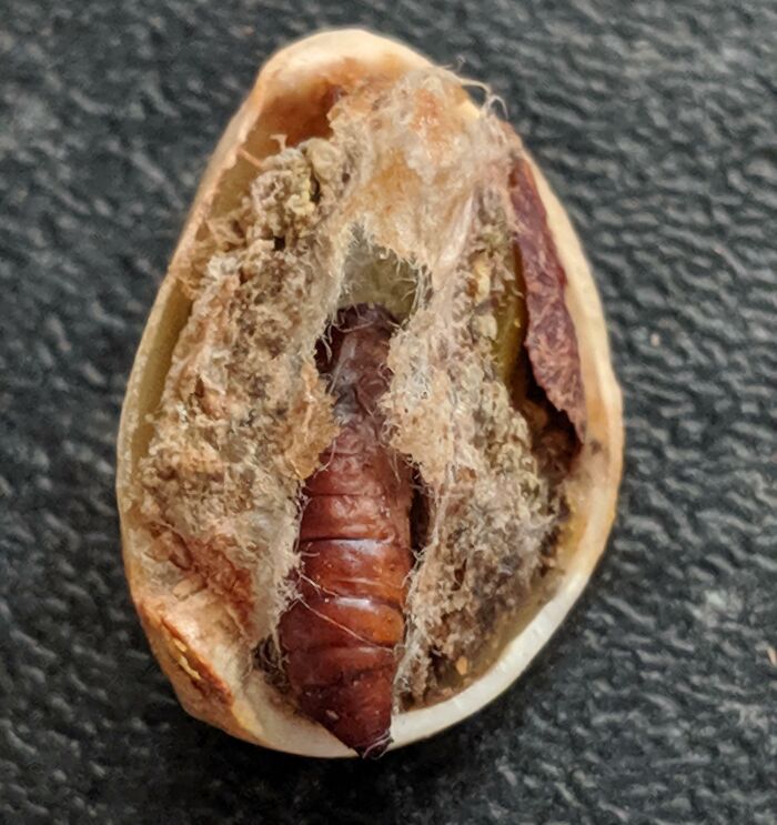 Finding A Cockroach In My Pistachio