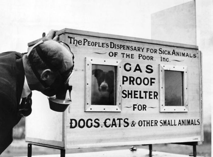 In The Summer Of 1939, The British Government Began Preparing For The Outbreak Of World War II. Part Of That Preparation Involved The Formation Of The National Air Raid Precautions Animals Committee