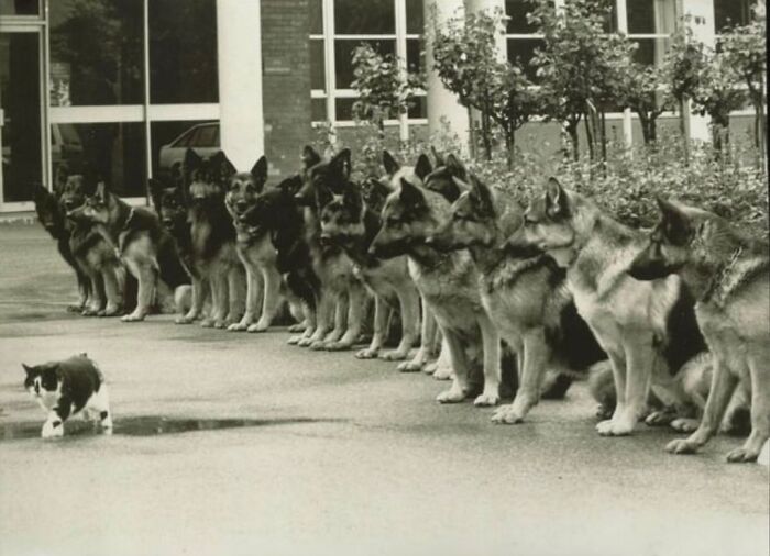 The Final Exam For German Police Service Dogs To Remain Calm In Front Of A Cat, 1987