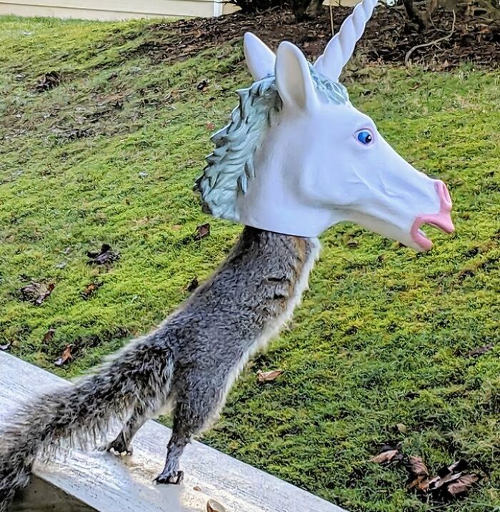 This Unicorn Squirrel Feeder Is Sure To Turn Some Heads