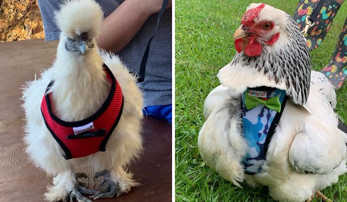 You Can Finally Take Your Chicken For A Walk With This Chicken Harness 