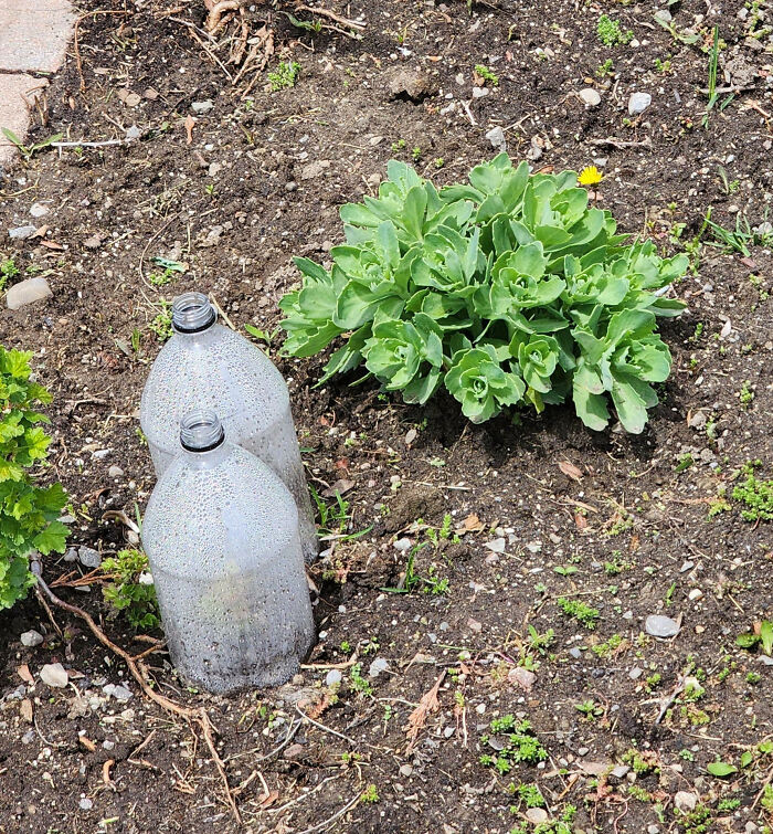 My Neighbor Used Plastic Bottles To Create Miniature Greenhouses