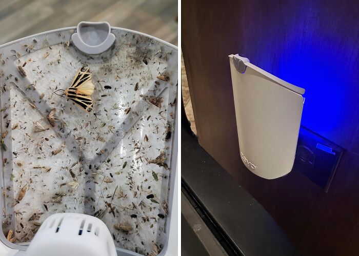 Fly Problem? No Problem! Zevo Insects Trap Takes Care Of Those Unwanted Guests For You