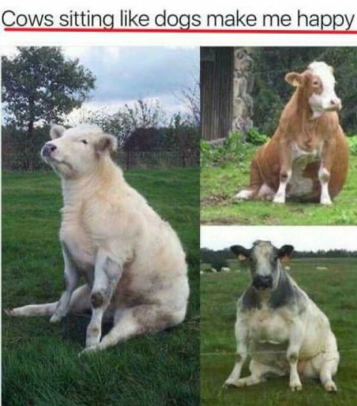 Blessed Cows