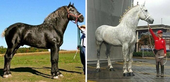 An Absolute Unit Of A Gray Percheron. This Is The Same Horse 5 Years Apart. They Transition From A Black Coat To A Gray Coat As They Grow Older