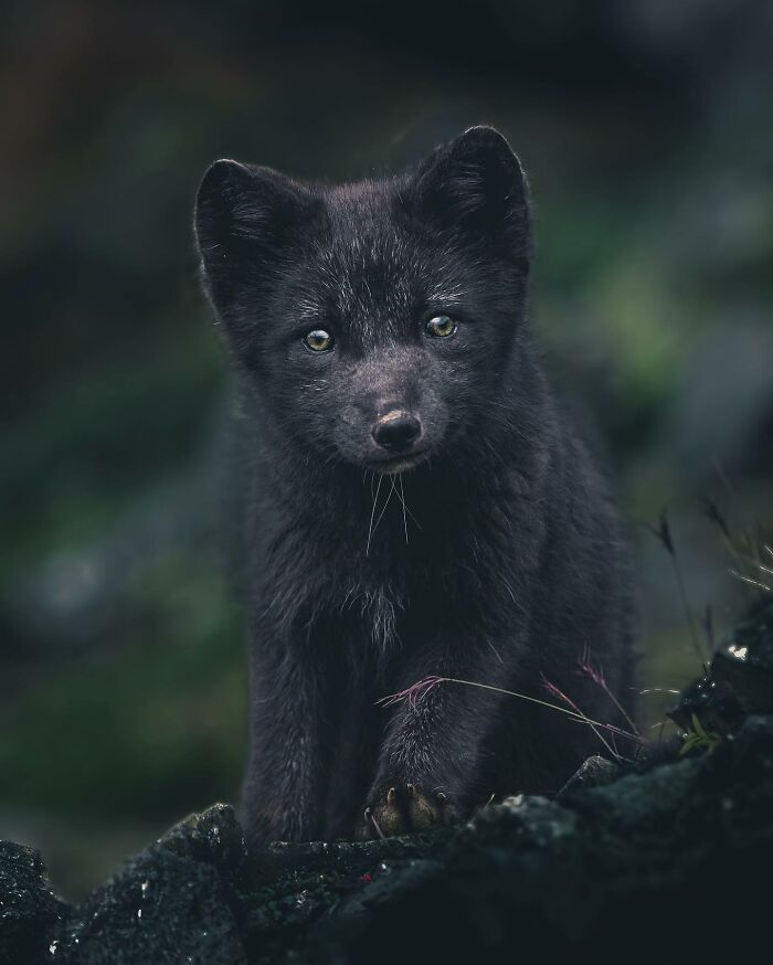 Captivating Nature: Konsta Punkka’s Fairy Tale Wildlife Photography (New Pics)