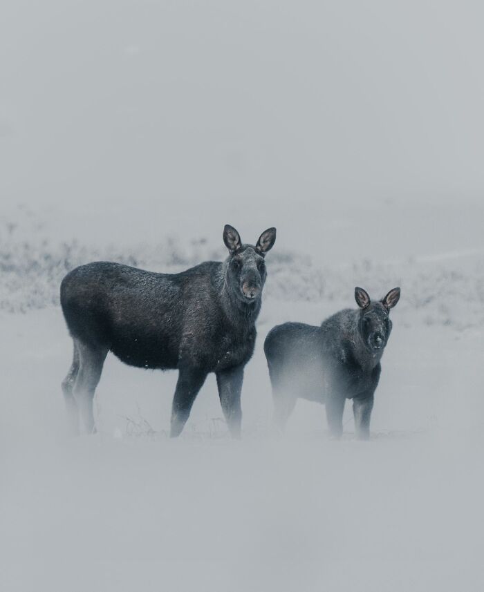 Captivating Nature: Konsta Punkka’s Fairy Tale Wildlife Photography (New Pics)