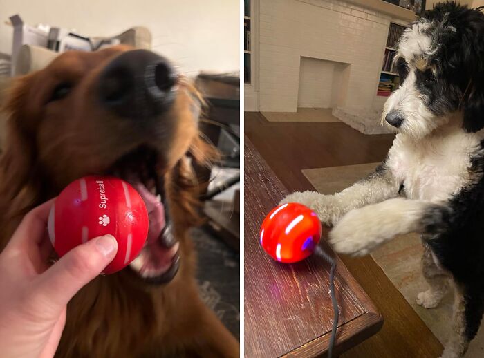 Keep Your Pup Entertained With An Automatic Rolling Dog Ball