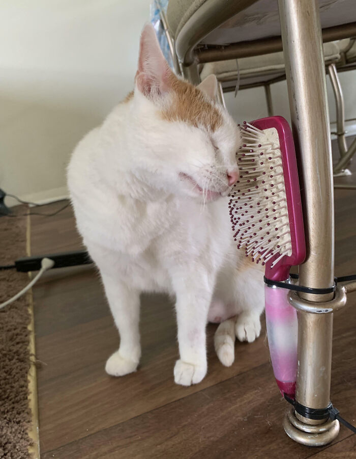 Old Hair Brush? Attach It To A Leg Of A Chair For Your Cat To Rub On