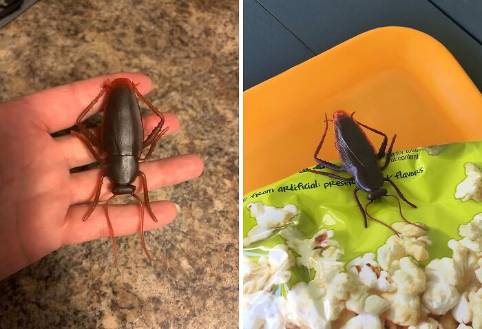 Keep It Sealed With Roach Bag Clips: No More Pesky Snack Invaders!