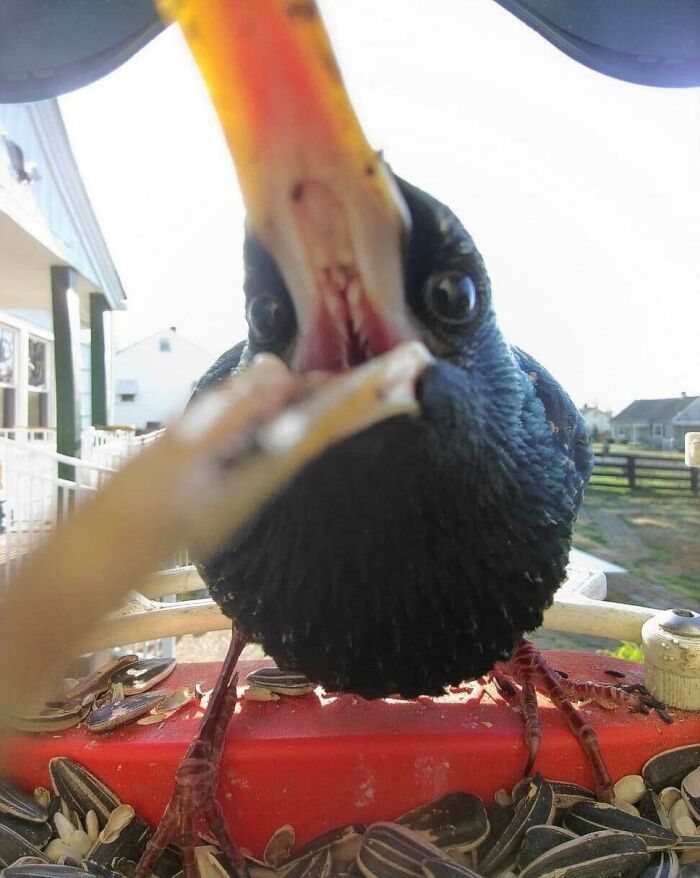 Inside A Common Starling's Mouth