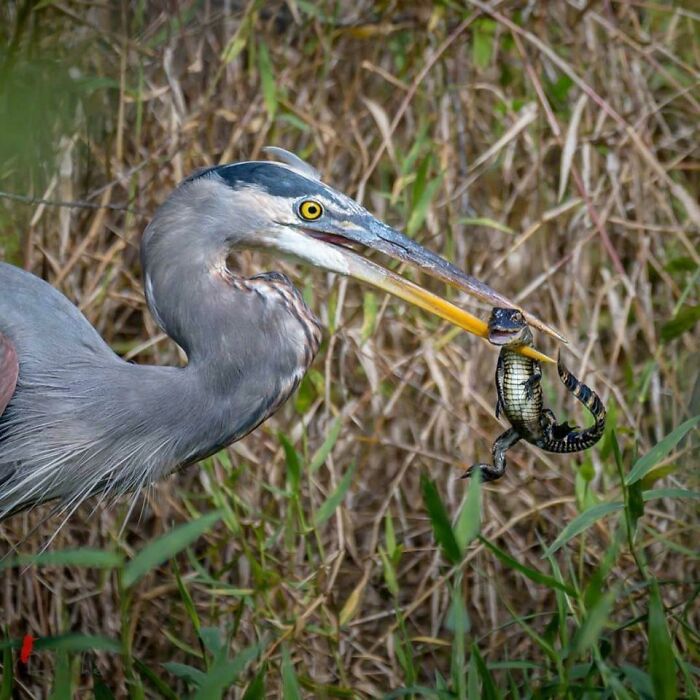 Blue Heron About To Eat An Alligator