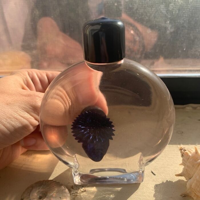  Ferrofluid In A Bottle Looks Like Something You Would Find In The Defence Against The Dark Arts Classroom