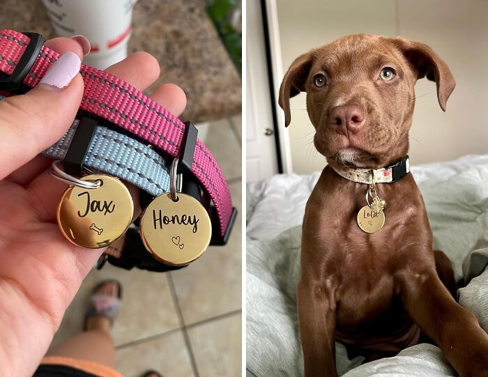 Discover The Magic Of Personalized Pet ID Tag! Keep Your Four-Legged Friends Safe, Stylish, And Extra-Lovely