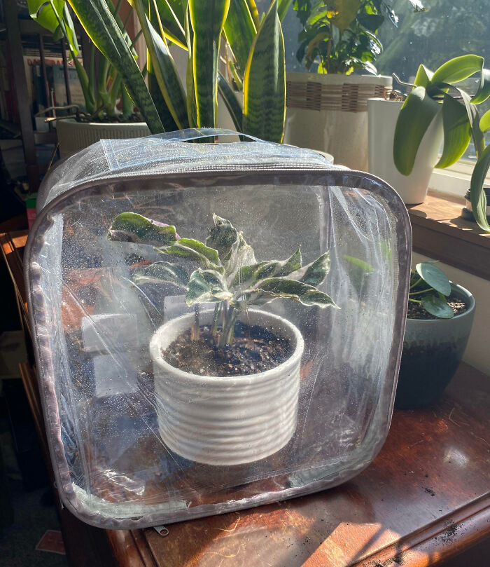 Mom Ordered A New Blanket, I Needed A Mini Greenhouse Type Container To Keep My Calathea Humid. Perfect? No, But Saved The Plastic From The Trash, And I Get To Give It A New Purpose