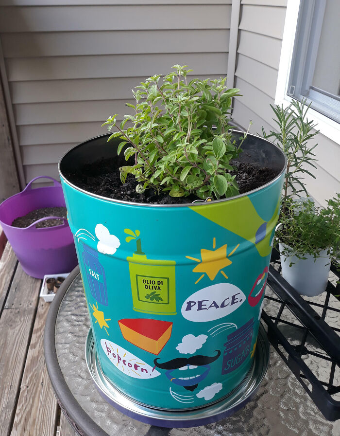 Grabbed A Trader Joe's Popcorn Tin Out Of The Trash, Poked Drainage Holes, And Made It Into A Planter