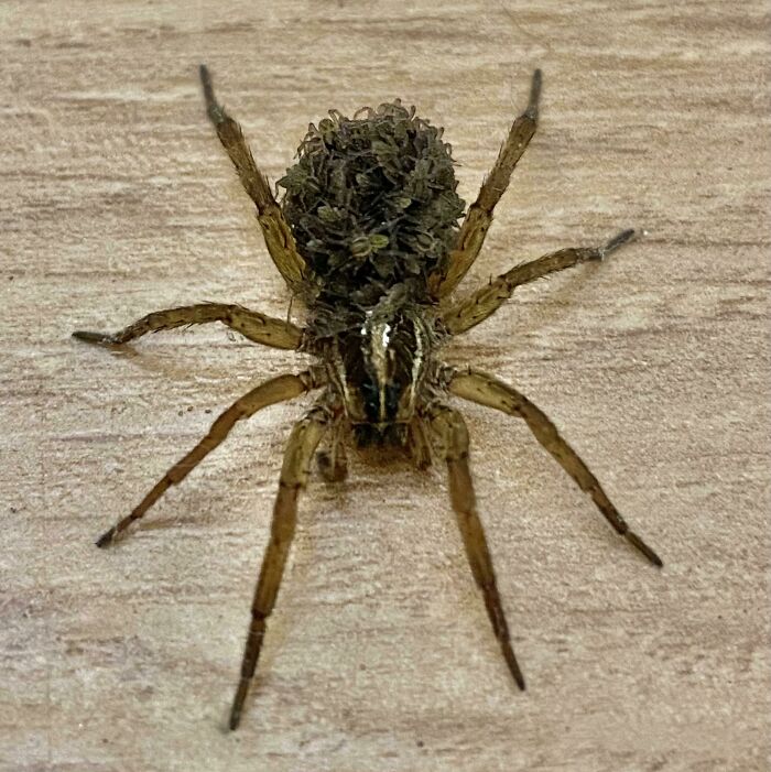 This Picture My Mom Sent Me Of A Spider In Her House