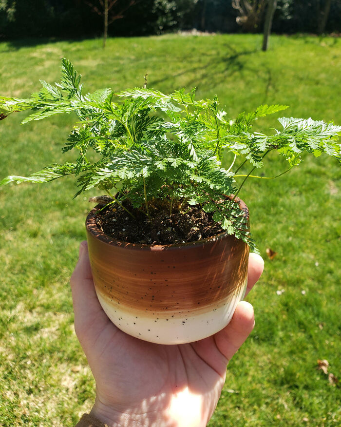 Upcycled My Empty Aldi Candle Into A Planter