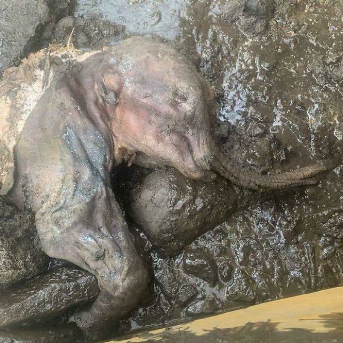 30,000-Year-Old Intact Baby Mammoth Discovered In Canadian Gold Mine