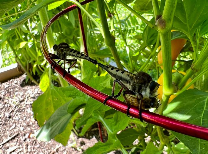 Two Robber Flies Mating While One Snacks On A Bee