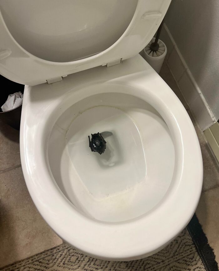 How Did A Bat End Up In My Toilet? Gone For 12 Days, House Is Secure And A Dead Bat Is In My Toilet When I Come Home. So Weird And Confusing