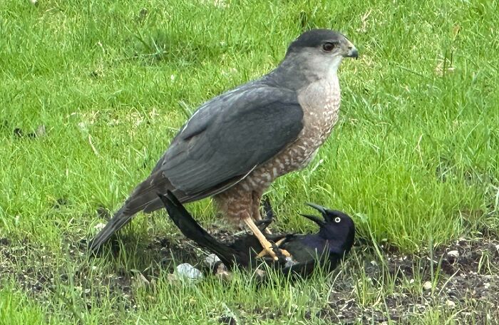 Hawk vs. Starling: No Contest