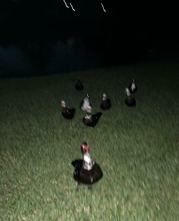 A Bunch Of Ducks Followed Me Yesterday Night. They Stopped And Stared Whenever I Turned Around