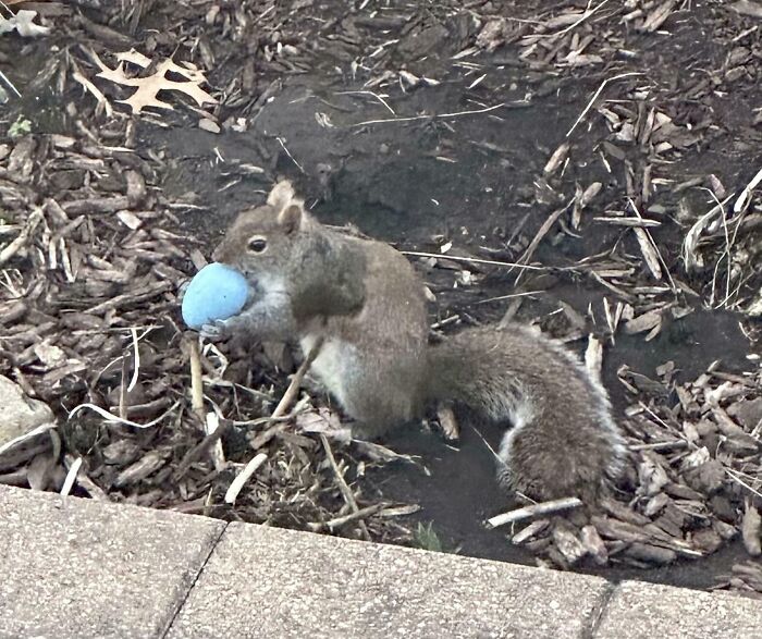 Looked Out The Window To See A Squirrel Taking One Of The Easter Eggs I Had Hidden For My Kids
