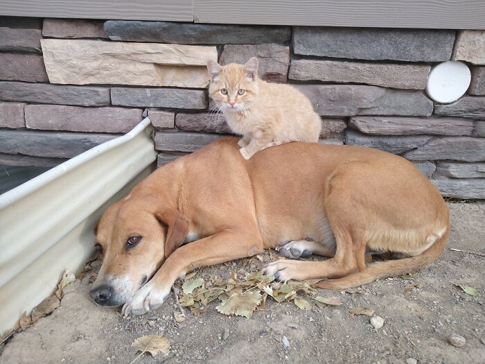 Butterscotch Wants A Piggyback Ride From Ginger