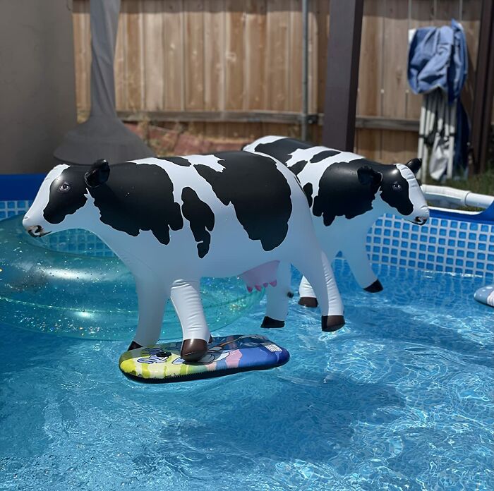 If You Want To Milk This Summer For All Its Worth, Get These Inflatable Cow Toys For Your Pool