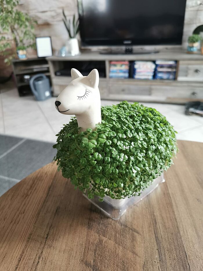 We Won't Blame You If You Say "I Guess Alpaca This Llama Planter Into My Cart"