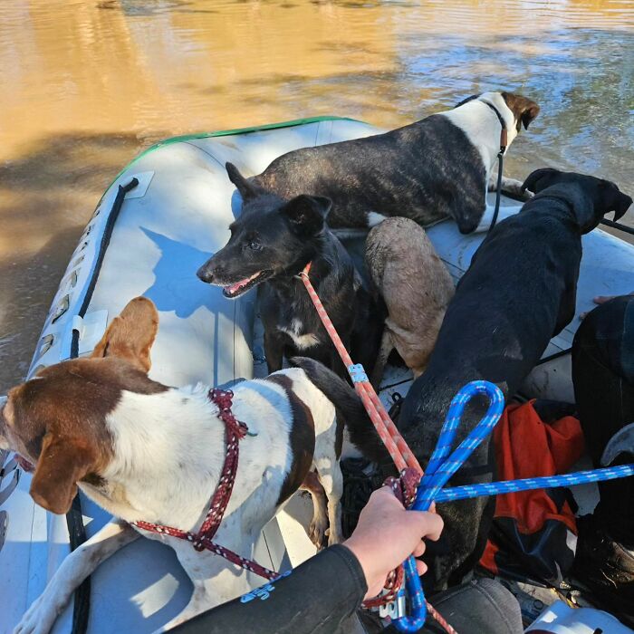 These Dedicated Volunteers Are Rescuing Thousands Of Animals From Rio Grande Do Sul Floods In Brazil