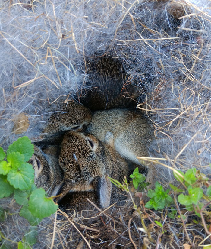 The Baby Buns In My Garden