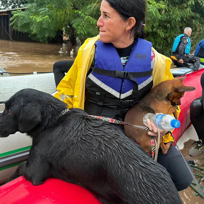 These Dedicated Volunteers Are Rescuing Thousands Of Animals From Rio Grande Do Sul Floods In Brazil