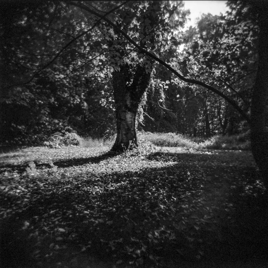 Tree In Sunlight From The Series Gregory’s Desert © Clarice Barbato-Dunn