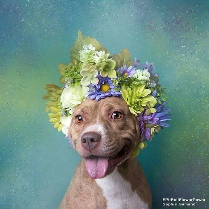 Artist Photographs Pit Bulls In Floral Crowns To Show Their Softer Side And Encourage Adoption (New Pics)